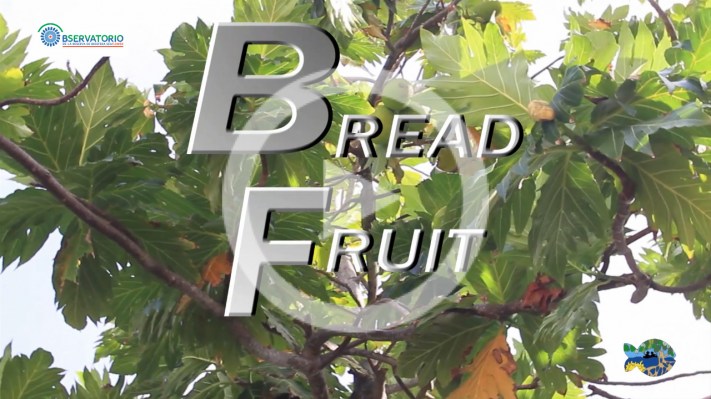 BREAD FRUIT SUB-3